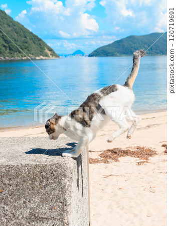 來自早柳島的貓降落在地面上 來自早柳島的貓降落在地面上 120719691
