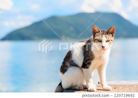 貓在海邊 貓在海邊 120719692