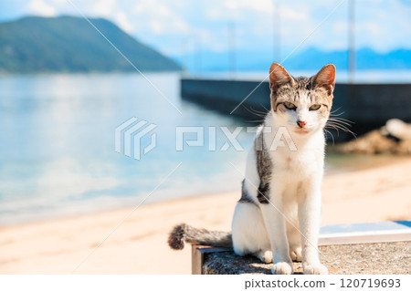 Cats by the sea Cats by the sea 120719693