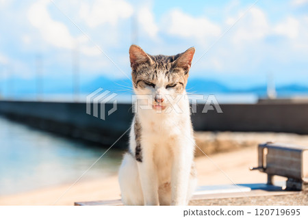 Cats by the sea 120719695