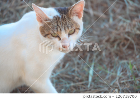 Cats of Sayurijima Cats of Sayurijima 120719700