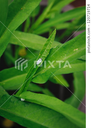 The larvae of the ladybug, a beneficial insect that eats aphids The larvae of the ladybug, a beneficial insect that eats aphids 120719714