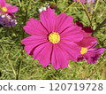 大波斯菊 120719728