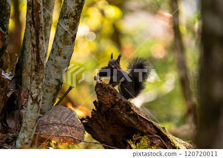 A Hokkaido squirrel on a fallen tree with food in its mouth 120720011