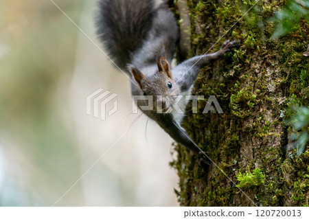 一隻松鼠棲息在樹上，探出身子 120720013