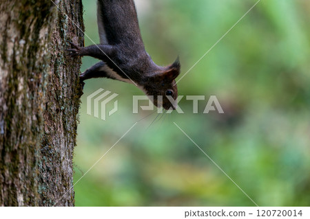 A Hokkaido squirrel perched on a tree and leaning forward 120720014