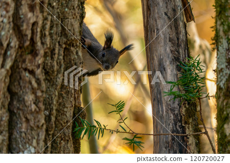 A Hokkaido squirrel perched on a tree with autumn leaves A Hokkaido squirrel perched on a tree with autumn leaves 120720027