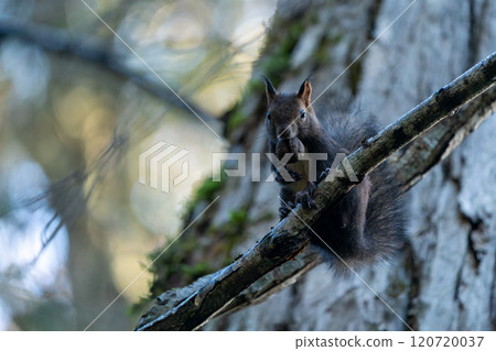 Ezoris eating walnuts on a tree 120720037
