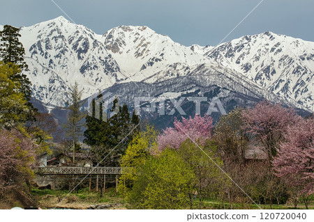 白馬三山和雪中的櫻花 120720040