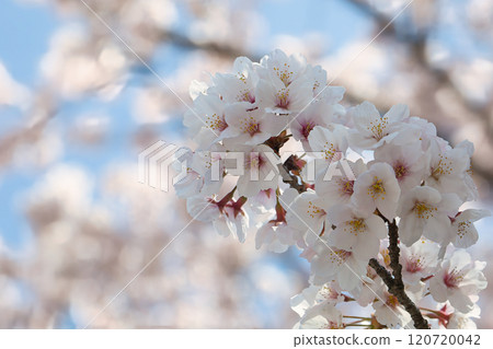 閃耀在藍天的櫻花 120720042