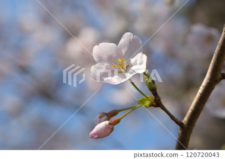 發光在春天藍天的櫻花 120720043