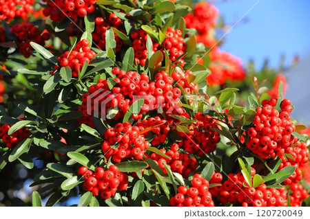 Pyracantha fruit 120720049