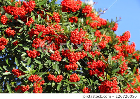 Pyracantha fruit 120720050