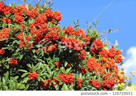 Pyracantha fruit 120720051