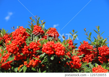 Pyracantha fruit Pyracantha fruit 120720055