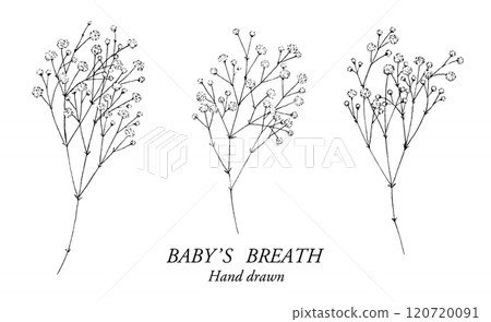 Gypsophila pen drawing illustration set 120720091