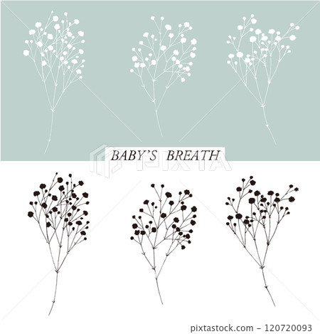 Gypsophila silhouette illustration set 120720093