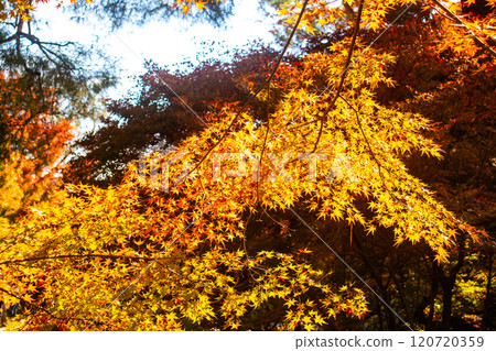 [Kyoto Scenery] Hogon-in Temple: A garden filled with gorgeous autumn foliage 120720359