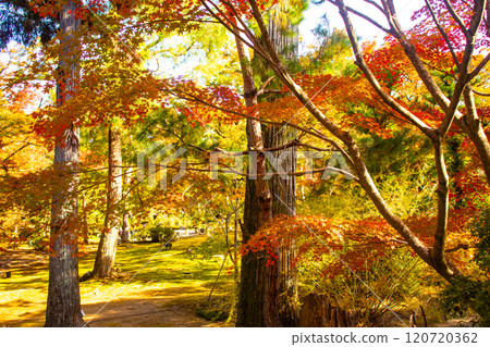 【京都風景】紅葉絢麗的寶嚴院 120720362