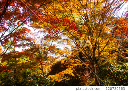 【京都風景】紅葉絢麗的寶嚴院 【京都風景】紅葉絢麗的寶嚴院 120720363