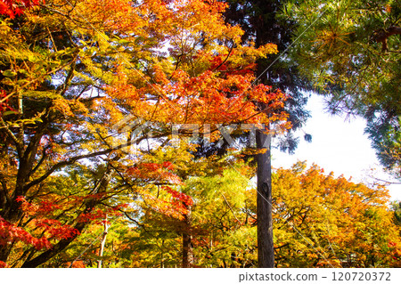 [Kyoto Scenery] Hogon-in Temple: A garden filled with gorgeous autumn foliage 120720372