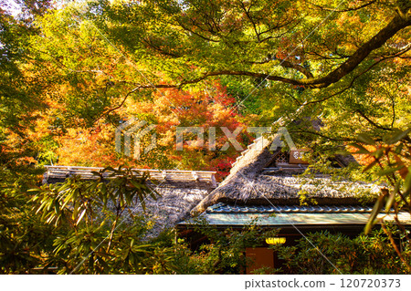 【京都風景】紅葉絢麗的寶嚴院 120720373