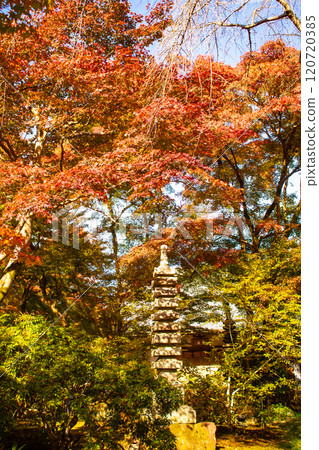 [Kyoto Scenery] Hogon-in Temple: A garden filled with gorgeous autumn foliage 120720385