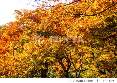 【京都風景】紅葉絢麗的寶嚴院 【京都風景】紅葉絢麗的寶嚴院 120720386