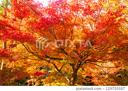【京都風景】紅葉絢麗的寶嚴院 【京都風景】紅葉絢麗的寶嚴院 120720387