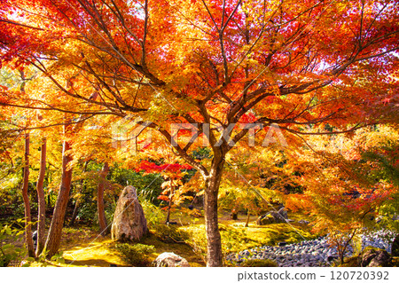 【京都風景】紅葉絢麗的寶嚴院 【京都風景】紅葉絢麗的寶嚴院 120720392