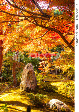 【京都風景】紅葉絢麗的寶嚴院 【京都風景】紅葉絢麗的寶嚴院 120720393