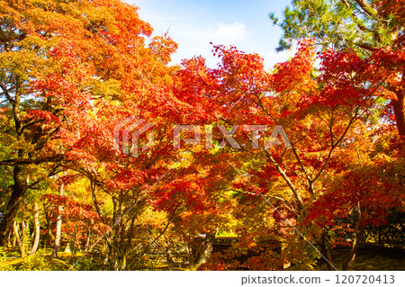 [Kyoto Scenery] Hogon-in Temple: A garden filled with gorgeous autumn foliage 120720413