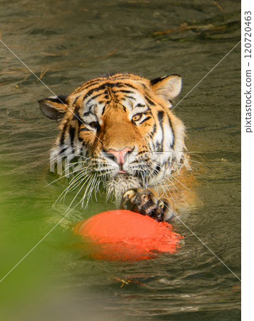 Amur tiger carrying a ball in a pond Amur tiger carrying a ball in a pond 120720463