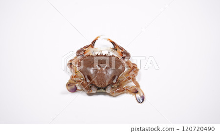 Crab Crab 120720490