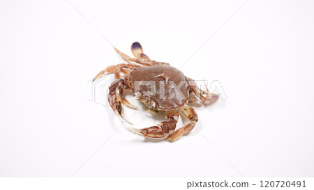 Crab Crab 120720491