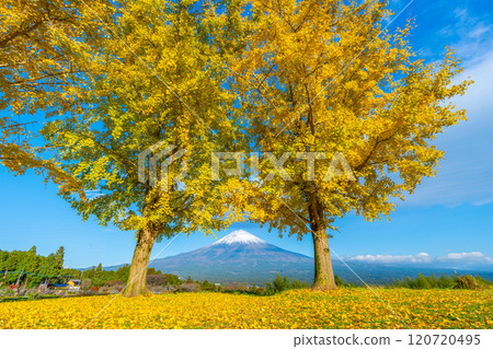 Mt. Fuji Ginkgo Mt. Fuji Ginkgo 120720495