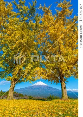 Mt. Fuji Ginkgo 120720507