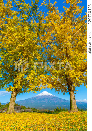 Mt. Fuji Ginkgo 120720508