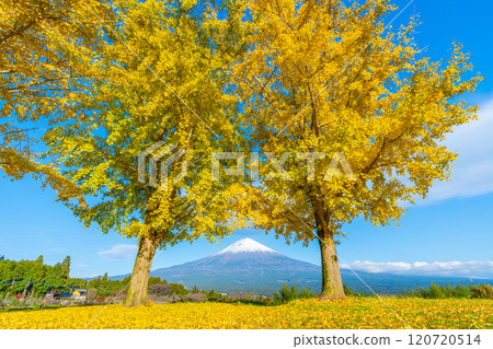 Mt. Fuji Ginkgo 120720514
