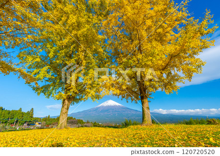 Mt. Fuji Ginkgo Mt. Fuji Ginkgo 120720520