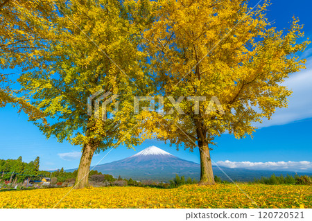 富士銀杏山 富士銀杏山 120720521