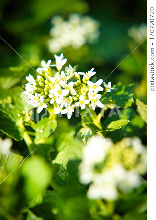 芥末花 芥末花 120720720