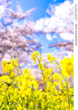 Sakura and rape flower and blue sky Sakura and rape flower and blue sky 120720721