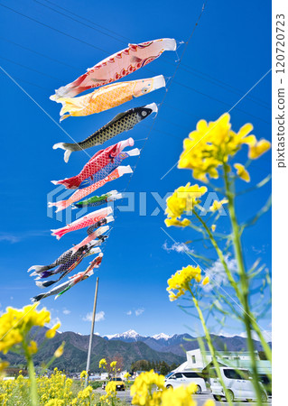 油菜花田裡鯉魚旗遊動 120720723