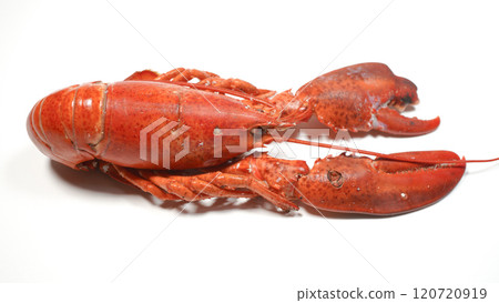 龍蝦 120720919