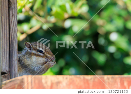 Chipmunks eat food 120721153