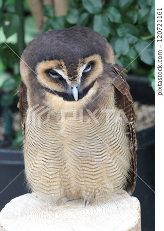 Owl owl 120721161