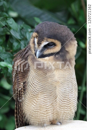 Owl owl Owl owl 120721162