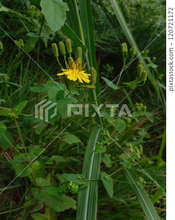 它是一種二年生植物，秋天在乾燥、陽光充足的山間和田野中開花。 120721172