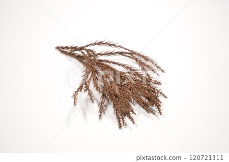 Dried cedar leaves 120721311